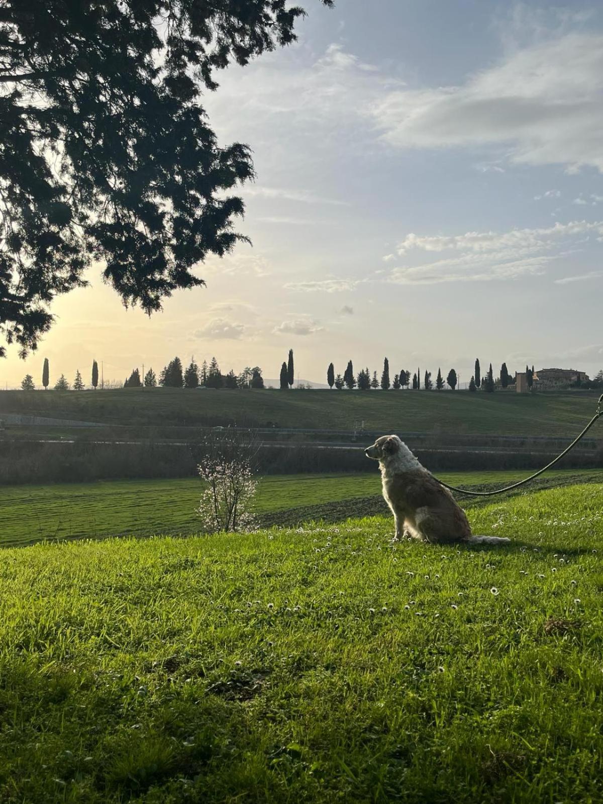 Agriturismo La Torre Di Monsindoli Сиена Экстерьер фото